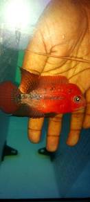 Flowerhorn red kamfa f2