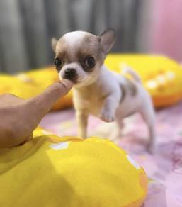 CHIHUAHUA PUPPIES VIP126🌷Head Apple Cute Dog Girl