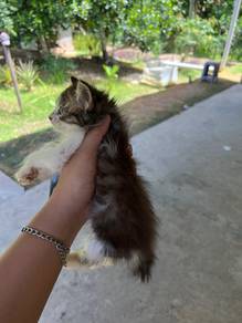 kucing parsi mix bsh