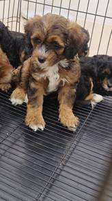 Shihpoo
