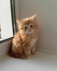 Orange Mainecoone Kitten