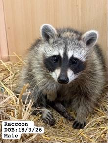 Raccoon Available