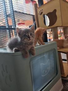 kitten untuk direhome