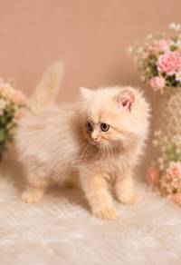 Female Kitten