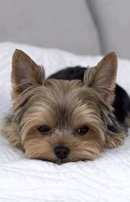 Sniffle-nose Silkese Long Hair Small Puppy Dog