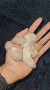 Syrian Hamster Golden Rust, Light Gray, Yellow Pup