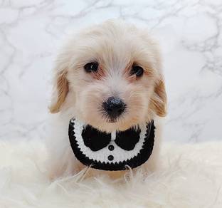 Maltipoo