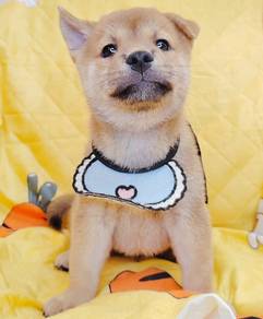 Shiba