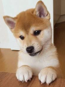 Round shiba lnu meidum size dog with a fox puppy D