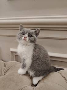 BSH Female Bicolor 