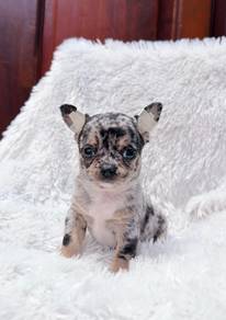 Chihuahua ~3