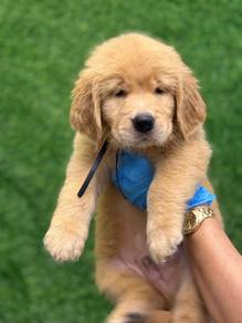 Golden Retriever'