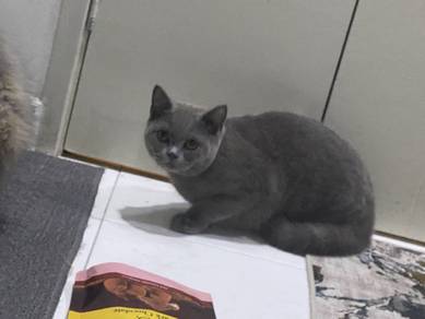 BSH CAt female 1 tahun