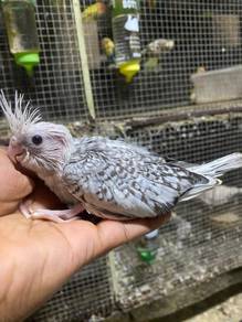 Burung cockateil