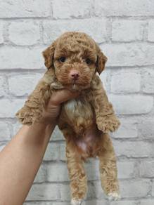 Miniature poodle puppy