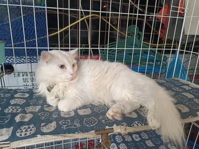 Turkish Angora (Kucing Putih)