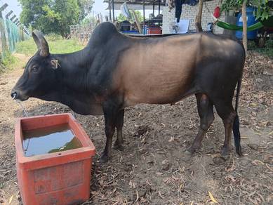 lembu jantan haji