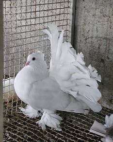 Merpati Indian Fantail Pigeon bird burung 