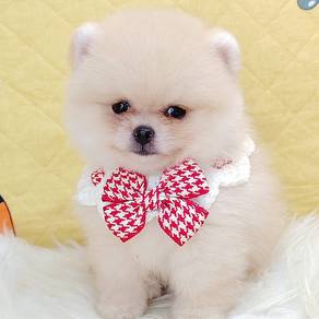 Pomeranian