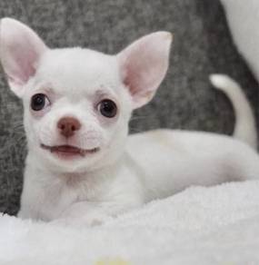 CHIHUAHUA PUPPIES 185🌷Head Apple Bonnie Dog