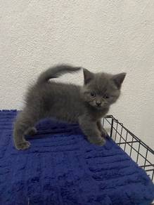 bsh