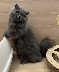 Munchkin Scottish Fold Long Hair
