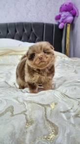 Pomeranian