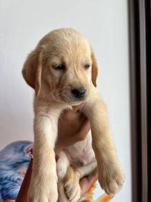 labrador cream color&