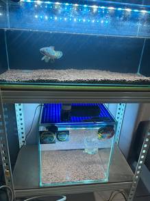 CHANNA COBRA SKALI TANk