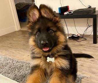German Shepherd