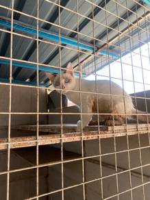 kucing bagi saja (foc)
