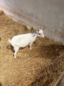 Pygmy Goat