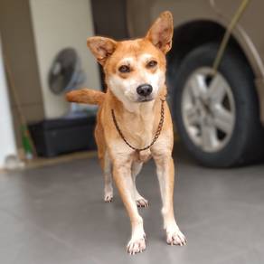 Shiba like