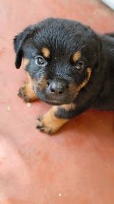 Pure Rottweiler puppies for sales