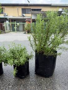 mature 12inch rosemary plant