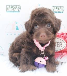 Poodle