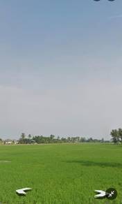 Agricultural Land in Tanjong Piandang, PRK