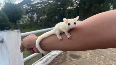 sugar glider