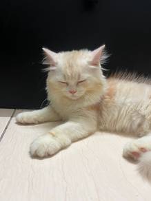 Persian Cat Colour Cream