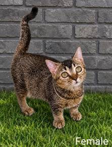 F7 Munchkin 