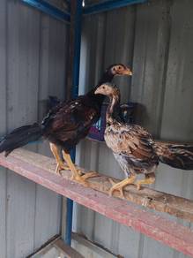 ayam Shamo eropah