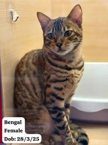 Bengal Untuk Dijual !!