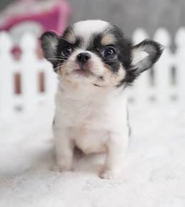 CHIHUAHUA PUPPIES VIP58🌷Head Apple Cute Dog Boy