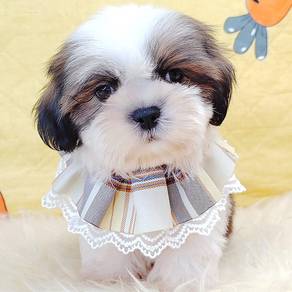 Shih tzu