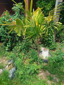 anak pokok rafish multifida