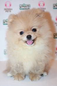 J0136 Thick Coat Teddy Bear Pomeranian Puppy