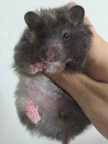 Hamster Syirian