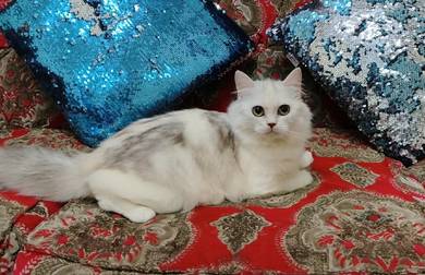 Persian
