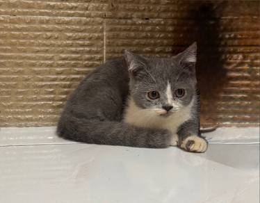 SS Munchkin