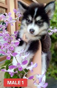 pomky k
